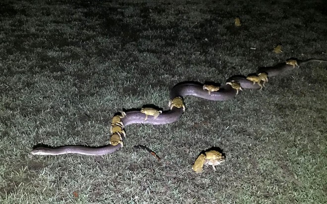 24h qua ảnh: Đ&agrave;n c&oacute;c cưỡi tr&ecirc;n lưng trăn đi tr&aacute;nh lũ - Ảnh 3.