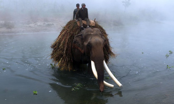 24h qua ảnh: Đ&agrave;n c&oacute;c cưỡi tr&ecirc;n lưng trăn đi tr&aacute;nh lũ - Ảnh 8.