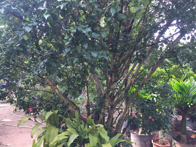 Cây kiểng Tết độc, lạ giá bạc triệu tràn về TP HCM - Ảnh 4.