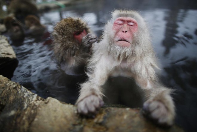 Chuyện nước Nhật: Tuyết rơi dày, lũ khỉ tuyết rủ nhau đu dây điện thoại cho đỡ lạnh chân - Ảnh 1.