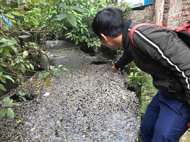 Nước kênh hào Thành cổ Vinh đen như mực, cá chết hàng loạt, dân lo sợ cầu cứu - Ảnh 1.