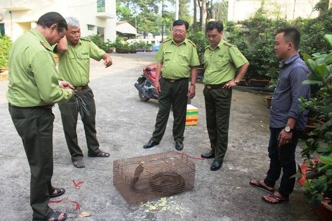 Người dân mua rắn dài 2m định làm thịt, phát hiện là hổ mang chúa nên mang giao nộp - Ảnh 1.