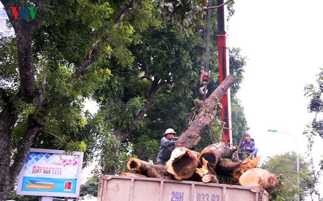 Ngày đêm chuyển cây, xén dải phân cách mở rộng vành đai 2, 3 ở Hà Nội - Ảnh 11.