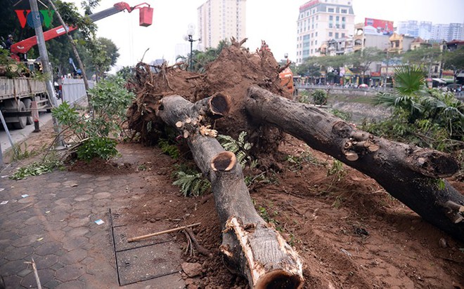 Ngày đêm chuyển cây, xén dải phân cách mở rộng vành đai 2, 3 ở Hà Nội - Ảnh 7.