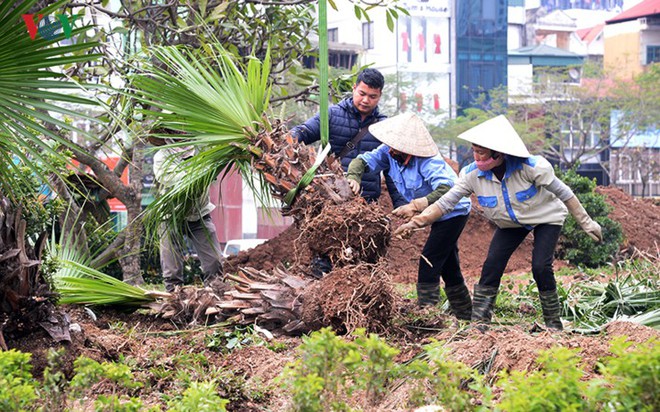 Ngày đêm chuyển cây, xén dải phân cách mở rộng vành đai 2, 3 ở Hà Nội - Ảnh 8.