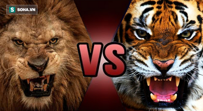 Những cuộc giao chiến nảy lửa giữa sư tử và hổ khi bị nhốt chung chuồng - Ảnh 1.