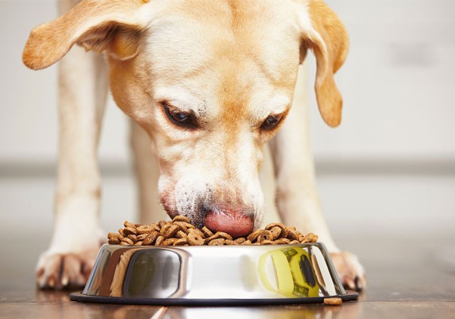 Cho chó ăn giòi là một cách ăn uống khỏe mạnh và bổ sung chất dinh dưỡng quan trọng cho chúng. Đến và tìm hiểu sản phẩm insect-based dog food tại đây, và bạn sẽ tận hưởng một nền tảng ăn uống tốt nhất cho chú chó của bạn.