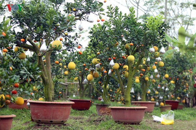 Độc đáo cây 10 loại quả của lão nông ở Hà Nội - Ảnh 3.