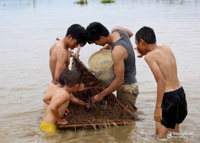 Mục sở thị những kiểu săn cua độc đáo ở Nghệ An - Ảnh 3.