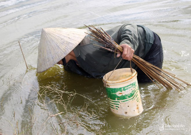 Mục sở thị những kiểu săn cua độc đáo ở Nghệ An - Ảnh 10.