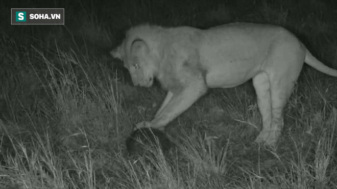 Nổi danh là bậc thầy săn mồi, sư tử vẫn chịu chết vì loài vật nặng chưa tới 4,5kg - Ảnh 1.