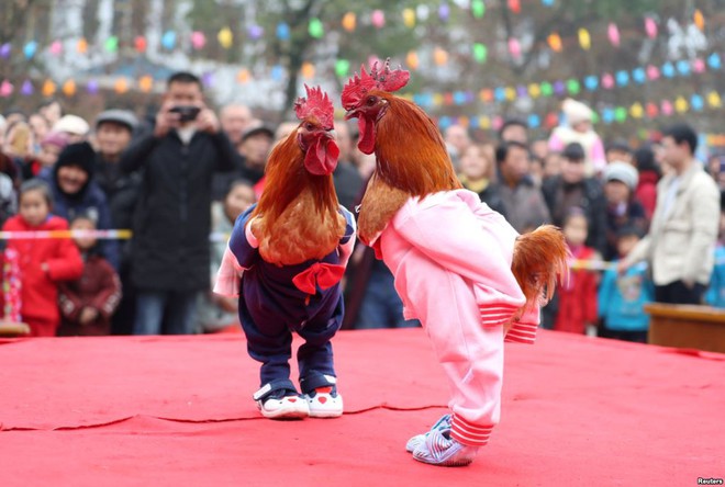 24h qua ảnh: Cuộc thi sắc đẹp dành cho gà ở Trung Quốc - Ảnh 2.