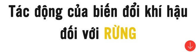 Biến đổi khí hậu đang tàn phá Trái đất - Ảnh 7.