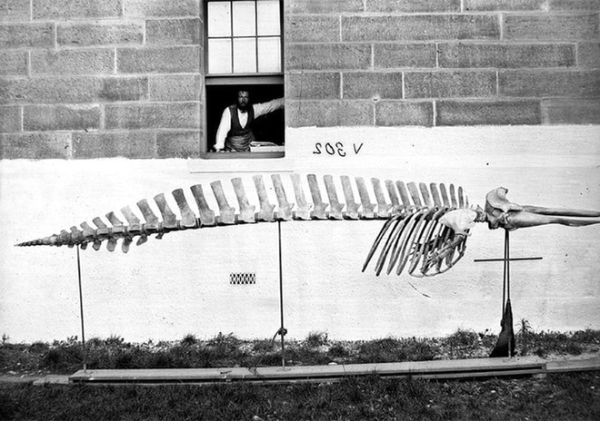 Lần đầu công bố ảnh những sinh vật to lớn kỳ bí ở Úc hơn 150 năm trước - Ảnh 2.