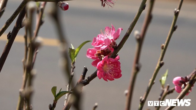 Hoa đào Nhật Tân 3 màu độc lạ đắt khách ở Tây Nguyên - Ảnh 1.