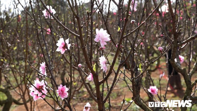 Hoa đào Nhật Tân 3 màu độc lạ đắt khách ở Tây Nguyên - Ảnh 2.