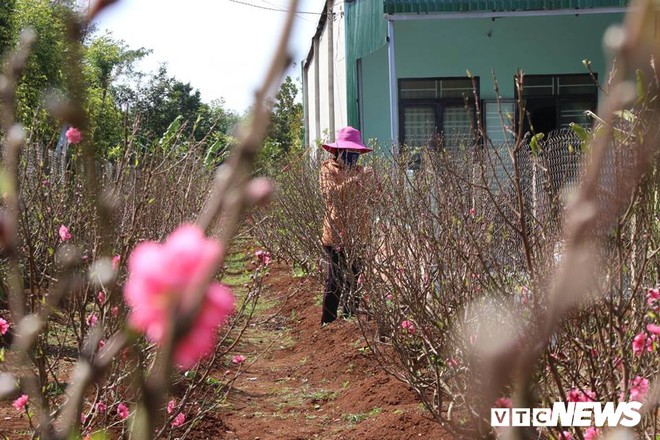 Hoa đào Nhật Tân 3 màu độc lạ đắt khách ở Tây Nguyên - Ảnh 8.