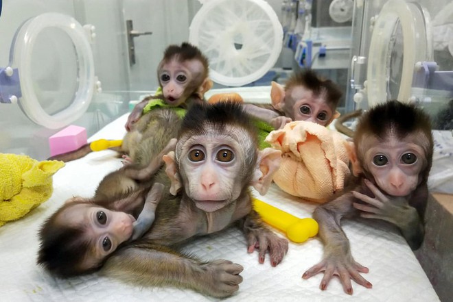 24h qua ảnh: Trung Quốc nhân bản vô tính hàng loạt khỉ - Ảnh 3.