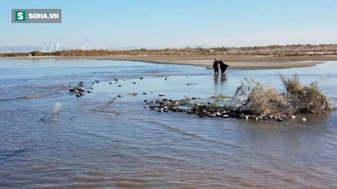 Hơn 1.200 con chim chết la liệt tại hồ nước ở Mỹ: Tiết lộ nguyên nhân đáng lo ngại - Ảnh 1.