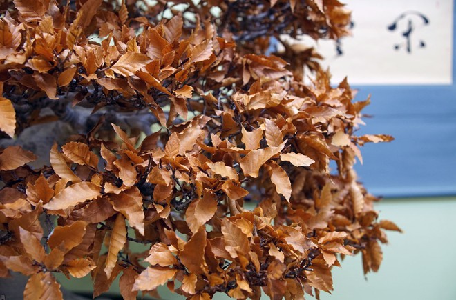 Tuyệt tác bonsai Nhật giá cắt cổ 3,8 tỷ đồng trông như thế nào? - Ảnh 22.