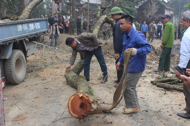 Đang chặt cây sưa trăm tỷ từng gây lùm xùm suốt 8 năm ở Hà Nội - Ảnh 7.