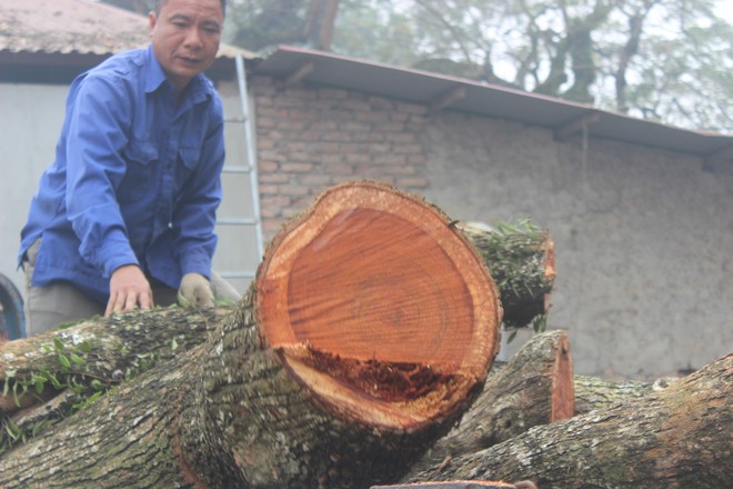 Đang chặt cây sưa trăm tỷ từng gây lùm xùm suốt 8 năm ở Hà Nội - Ảnh 10.