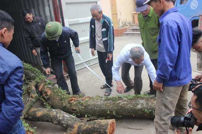 Chặt cây sưa trăm tỷ ở Hà Nội: Chẻ đôi khúc rễ, dân làng mất ngay chục tấn thóc - Ảnh 1.