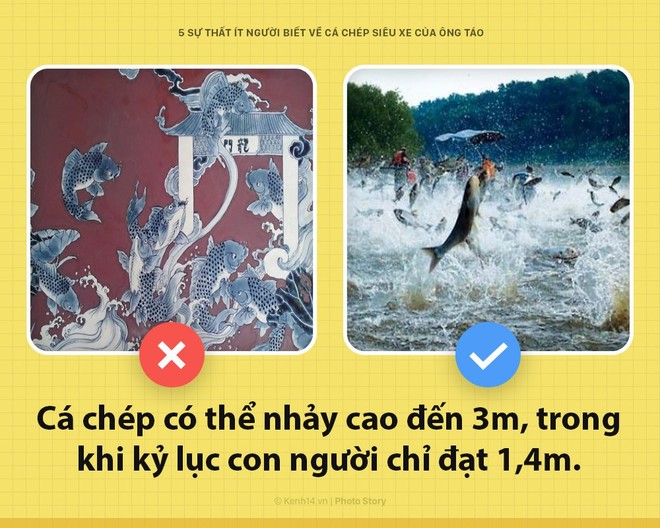 Xin chào! Tôi là cá chép, siêu xe hàng năm của Ông Công, Ông Táo đây - Ảnh 6.