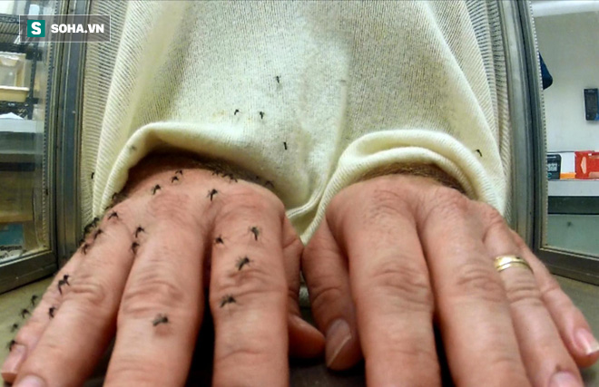 Để hàng ngàn con muỗi lần lượt cắn cả 2 tay: Nghịch dại hay hành động có chủ đích? - Ảnh 1.