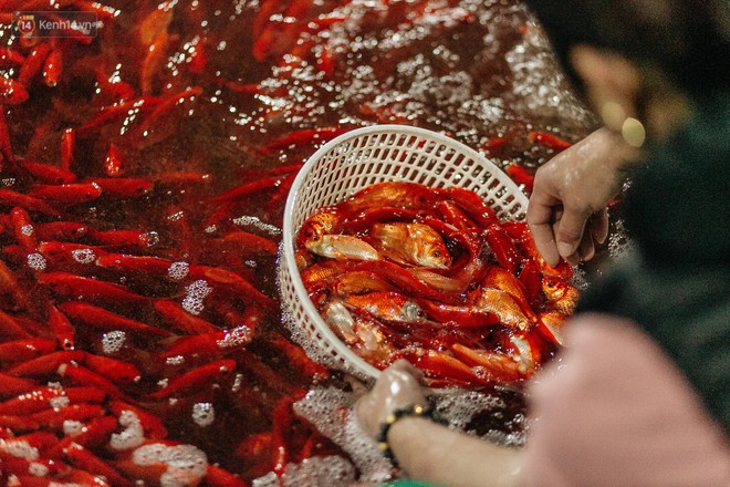 Ảnh, clip: Chợ cá lớn nhất Hà Nội nhộn nhịp từ tờ mờ sáng ngày tiễn ông Công ông Táo về trời - Ảnh 22.
