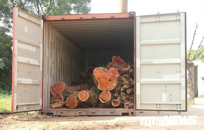 Dân làng mua thùng container 40 triệu đồng, cử 23 người bảo vệ gỗ cây sưa trăm tuổi vừa đốn hạ - Ảnh 7.