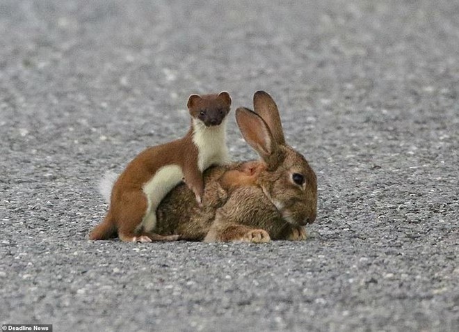 Chồn nhỏ bé hạ gục thỏ lớn gấp 4 lần - Ảnh 2.