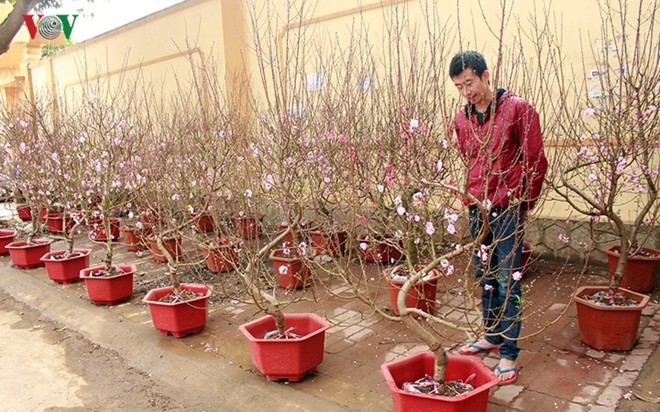 Ảnh: Nhộn nhịp bán mua đào rừng đón Tết ở Sơn La - Ảnh 16.