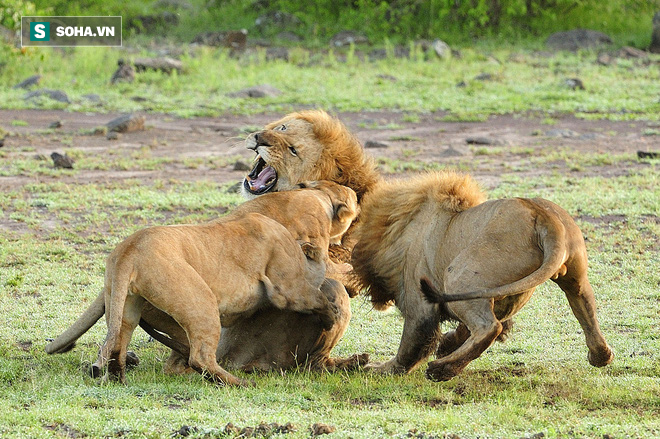 Sư tử cái đang bị thương vẫn phải liều chết chống lại hai con đực vũ phu - Ảnh 1.