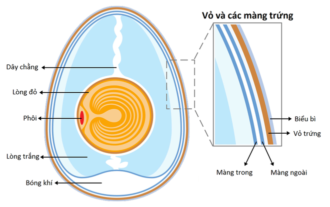 Hỏi đơn giản mà mà ít ai biết câu trả lời: Những chú gà con ở trong quả trứng kín mít làm sao thở được nhỉ? - Ảnh 3.