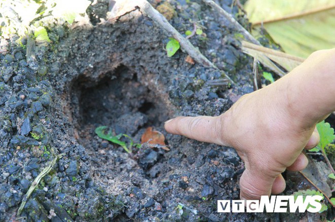 ‘Vương quốc’ của loài lợn rừng ẩn hiện như ma trên nóc nhà Đông Dương - Ảnh 5.