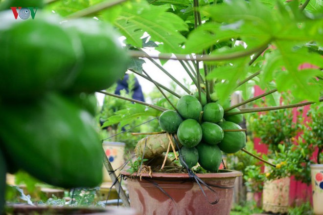 Đu đủ bonsai: Thú chơi cây cảnh giá đắt “bỏng tay” vẫn được săn lùng - Ảnh 10.