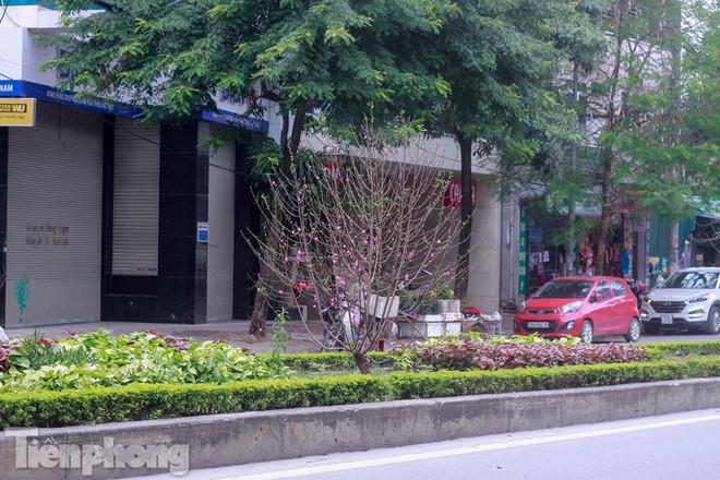 Hoa đào nở rực rỡ trên dải phân cách đường Hà Nội - Ảnh 11.