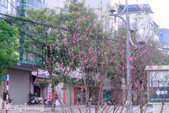 Hoa đào nở rực rỡ trên dải phân cách đường Hà Nội - Ảnh 13.