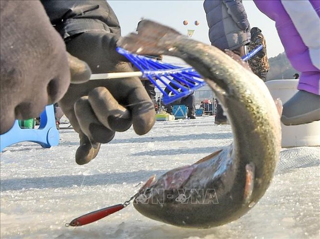 Đặc sắc lễ hội câu cá trên băng ở Hàn Quốc - Ảnh 4.