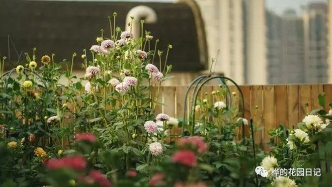 Khu vườn dịu dàng nét xuân, trăm hoa đua nở trên sân thượng 88m² của bà mẹ hai con - Ảnh 25.