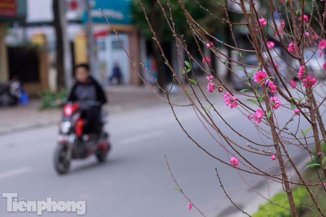 Hoa đào nở rực rỡ trên dải phân cách đường Hà Nội - Ảnh 9.