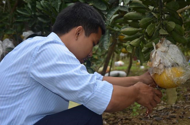 Bưởi Tài Lộc độc lạ giá tiền triệu vẫn cháy hàng cận Tết Nguyên đán - Ảnh 3.