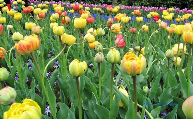 Hoa Tulip Hà Lan khoe sắc rực rỡ khi xuân về - Ảnh 15.