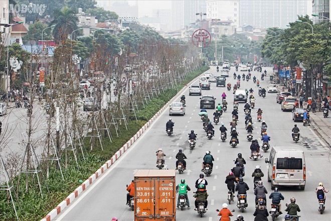 Phong lá đỏ Hà Nội: Chưa kịp đỏ, lá phong đua nhau ngả... đen - Ảnh 3.