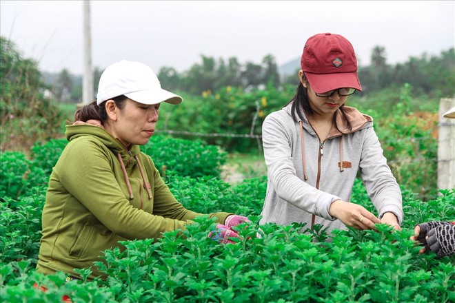 Sinh viên kiếm thêm thu nhập bằng nghề chăm sóc hoa Tết - Ảnh 3.