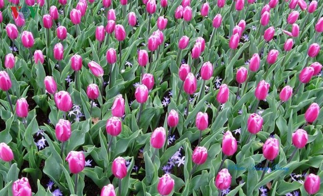 Hoa Tulip Hà Lan khoe sắc rực rỡ khi xuân về - Ảnh 4.