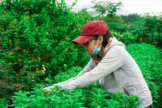 Sinh viên kiếm thêm thu nhập bằng nghề chăm sóc hoa Tết - Ảnh 4.