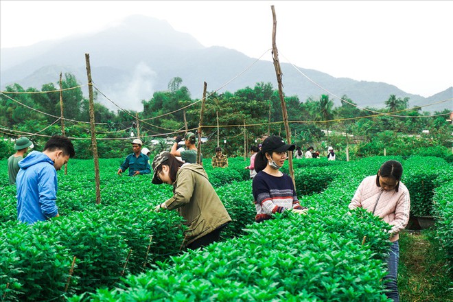 Sinh viên kiếm thêm thu nhập bằng nghề chăm sóc hoa Tết - Ảnh 5.