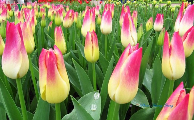 Hoa Tulip Hà Lan khoe sắc rực rỡ khi xuân về - Ảnh 8.